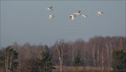 19_DSC3804_Tundra_Swan_pinnacle_45pc