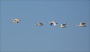 19_DSC3971_Tundra_Swan_linear_28pc