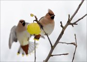 04_DSC2619_Waxwing_in_a_queue_43pc_