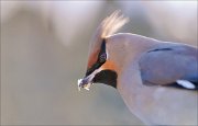 04_DSC6185_Bohemian_Waxwing_98pc