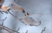 04_DSC6897_Waxwings_dental_affairs_75pc