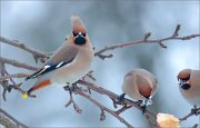 04_DSC6953_Waxwing_ataraxia_62pc