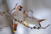 04_DSC9584_Waxwing_merely_quarrel_81pc