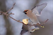 05_DSC0077_Waxwing_wingflap_80pc