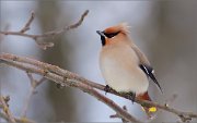 05_DSC0093_Waxwing_demo_56pc