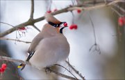 13_DSC3063_Bohemian_Waxwing_show_off_73pc