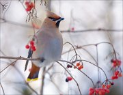 13_DSC3092_Bohemian_Waxwing_berryness_112pc