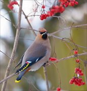 13_DSC3102_Bohemian_Waxwing_glossy_95pc