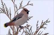 21_DSC6212_Bohemian_Waxwing_reside_18pc