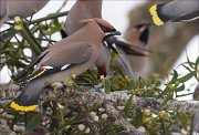 24_DSC4151_Bohemian_Waxwing_mistlefeast_76pc