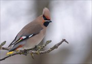 24_DSC4180_Bohemian_Waxwing_solemnity_80pc
