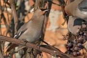 P1460007_Waxwing_on_grapes_76pc