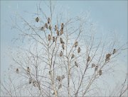 P1470599_Waxwing_on_frosty_birch_98pc