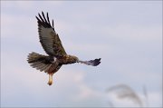 06_DSC1182_Western_Marsh_Harrier_targeting_75pc