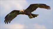 06_DSC1847_Western_Marsh_Harrier_harsh_raptor_71pc