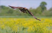 06_DSC1866_Western_Marsh_Harrier_glance_of_raptor_60pc