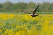 06_DSC1892_Western_Marsh_Harrier_through_bloom_65pc