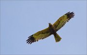 06_DSC3275_Western_Marsh_Harrier_free_soar_42pc