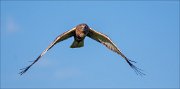 12_DSC5476_Western_Marsh_Harrier_asperity_38pc