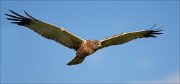 12_DSC5480_Western_Marsh_Harrier_ranged_75pc