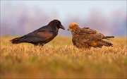 13_DSC5327_Western_Marsh_Harrier_adversarial_59pc