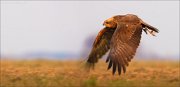 13_DSC5351_Western_Marsh_Harrier_brandish_77pc