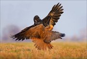 13_DSC5461_Common_Raven_ft_Western_Marsh_Harrier_engage_121pc