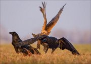 13_DSC5470_Western_Marsh_Harrier_and_Common_Raven_pursuit_97pc