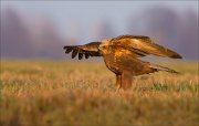 13_DSC5497_Western_Marsh_Harrier_gliding_63pc