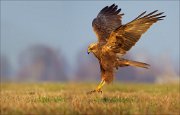 13_DSC5597_Western_Marsh_Harrier_airy_104pc