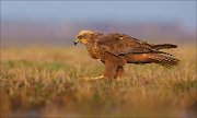 13_DSC5613_Western_Marsh_Harrier_passerby_63pc