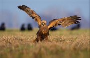 13_DSC5628_Western_Marsh_Harrier_keen_72pc