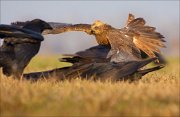 13_DSC5641_Western_Marsh_Harrier_rush_54pc