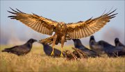 13_DSC5680_Western_Marsh_Harrier_master_89pc