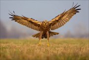 13_DSC5743_Western_Marsh_Harrier_lordship_90pc