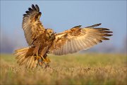 13_DSC5745_Western_Marsh_Harrier_hooks_79pc