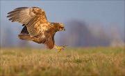 13_DSC5763_Western_Marsh_Harrier_impact_86pc