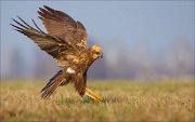 13_DSC5801_Western_Marsh_Harrier_supra_82pc