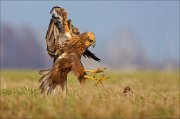 13_DSC5802_Western_Marsh_Harrier_claws_66pc