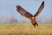 13_DSC5820_Western_Marsh_Harrier_full_throttle_99pc