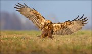 13_DSC5823_Western_Marsh_Harrier_hit_105pc