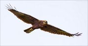 13_DSC7724_Western_Marsh_Harrier_slash_47pc