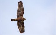 13_DSC7804_Western_Marsh_Harrier_vastness_95pc