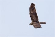 13_DSC7811_Western_Marsh_Harrier_underneath_30pc