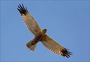 15_DSC3092_Western_Marsh_Harrier_range_75pc