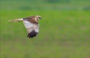 17_DSC6058_Western_Marsh_Harrier_club_15pc