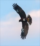 20_DSC3757_Western_Marsh_Harrier_blotchy_55pc