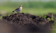 01_DSC9645_Wheatear_in_a_new_way_51pc