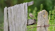 02_DSC1342_Wheatear_landscape_view_115pc