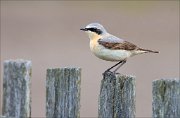 13_DSC6542_Northern_Wheatear_vigilance_54pc